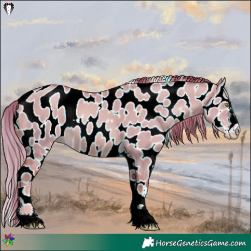 Horse Color:Watercolor Gold Champagne Dun Appaloosa 