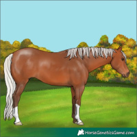 Horse Color:Silver Bay 