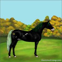 Horse Color:Painted White Spotted Red Dun Ice Splash Appaloosa 