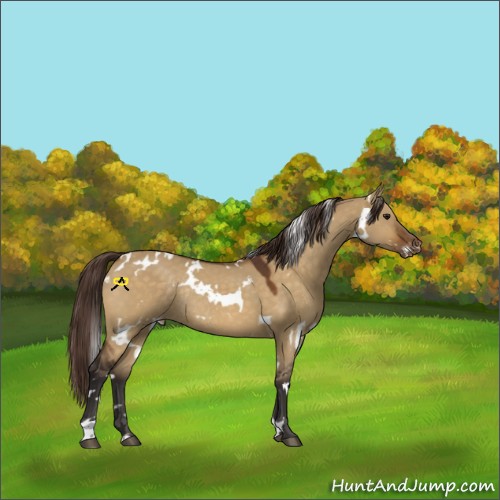 Horse Color:White Spotted Buckskin Dun Varnish Rabicano 