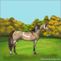 Horse Color:White Spotted Buckskin Dun Varnish Rabicano