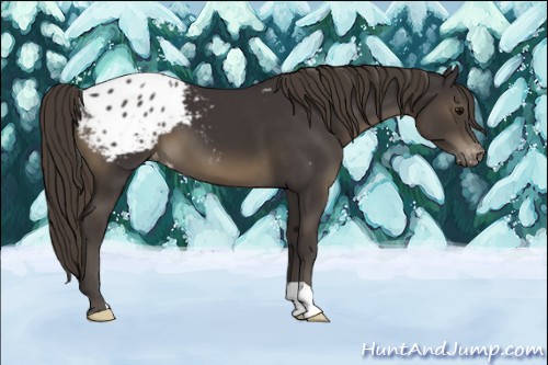 Horse Color:Smoky Black Appaloosa