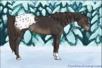 Horse Color:Smoky Black Appaloosa 