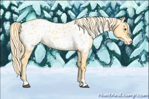 Horse Color:Palomino Dun Near Leopard 