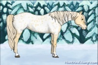 Horse Color:Palomino Dun Near Leopard 