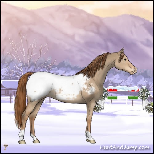 Horse Color:Red Dun Appaloosa 