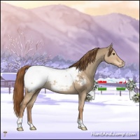 Horse Color:Red Dun Appaloosa 