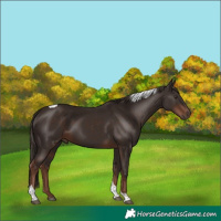 Horse Color:Liver Chestnut Tobiano 