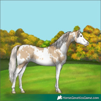 Horse Color:White Spotted Chocolate Palomino Dun Splash 