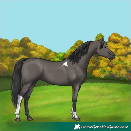 Horse Color:Grullo Tobiano