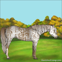 Horse Color:Chocolate Palomino  and Gray Chocolate Palomino 