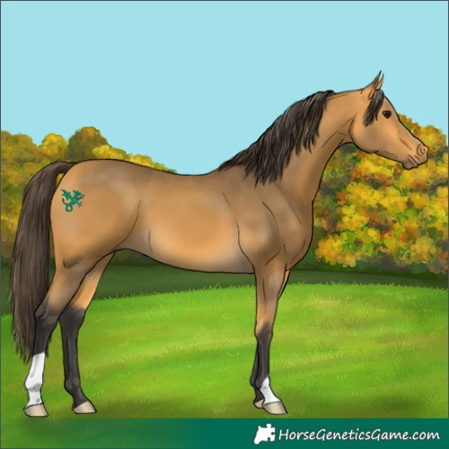 Horse Color:Buckskin 