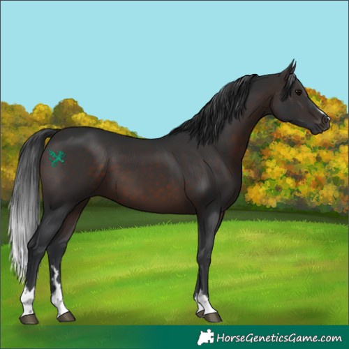 Horse Color:Brown 