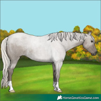 Horse Color:Silver Grullo Roan 