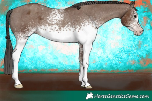 Horse Color:Gray White Spotted Classic Champagne Appaloosa 