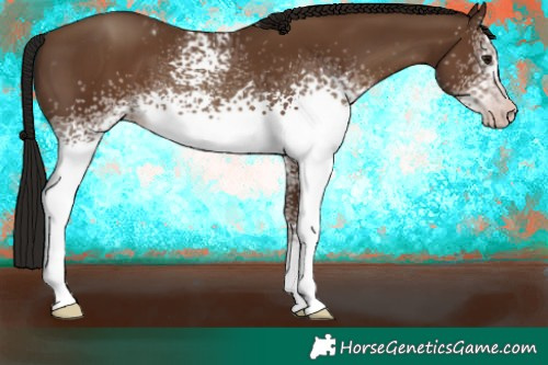 Horse Color:Gray White Spotted Classic Champagne Appaloosa 
