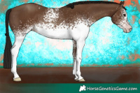Horse Color:Gray White Spotted Classic Champagne Appaloosa 
