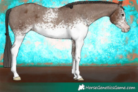 Horse Color:Gray White Spotted Classic Champagne Appaloosa 