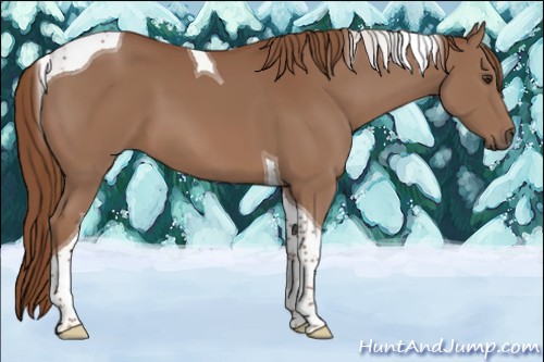 Horse Color:Chestnut Tobiano 