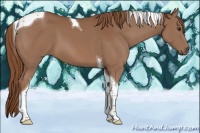 Horse Color:Chestnut Tobiano 