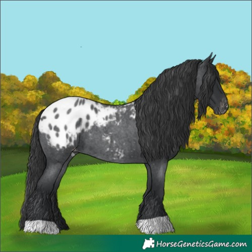 Horse Color:Blue Roan Blanket