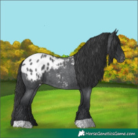 Horse Color:Blue Roan Appaloosa 