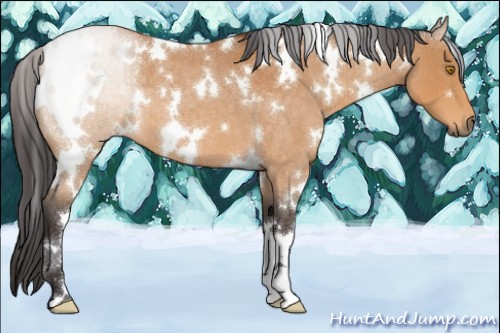 Horse Color:White Spotted Buckskin Roan 