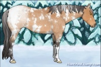 Horse Color:White Spotted Buckskin Roan 