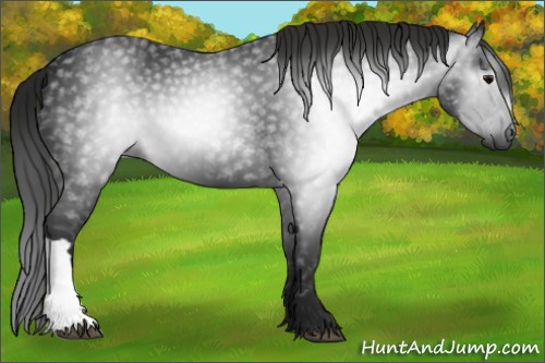 Horse Color:Gray Black 