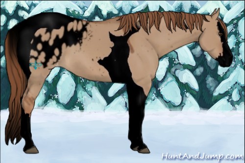Horse Color:Void Red Dun Sabino Splash Tobiano Appaloosa 