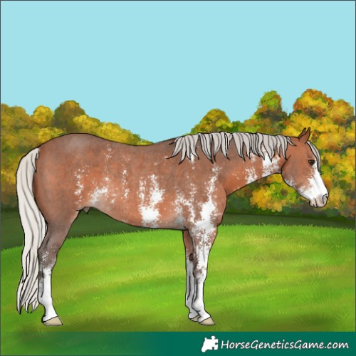 Horse Color:Silver Brown Sabino Rabicano 