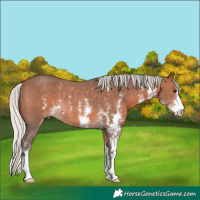 Horse Color:Silver Brown Sabino Rabicano 