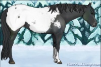 Horse Color:Black Appaloosa 