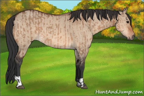 Horse Color:Bay Dun  and Bay Dun 