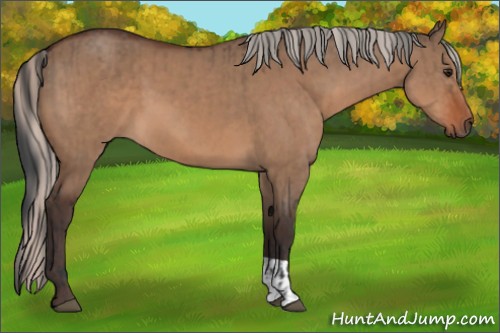 Horse Color:Brown Dun  and Silver Brown Dun 