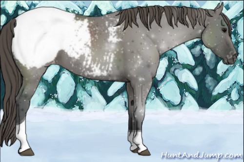 Horse Color:Grullo Tobiano Appaloosa 