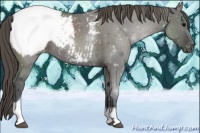 Horse Color:Grullo Tobiano Appaloosa 