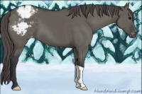 Horse Color:Grullo Snowcap