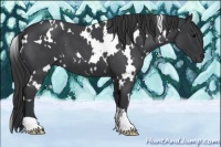 Horse Color:White Spotted Blue Roan