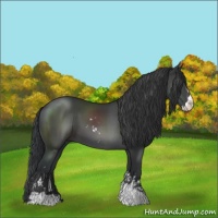 Horse Color:Black Sabino 
