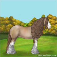 Horse Color:Black Pearl Sabino