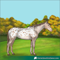 Horse Color:Red Dun Appaloosa 