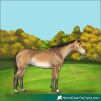 Horse Color:Buckskin 