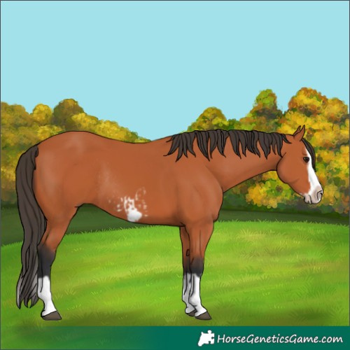 Horse Color:Bay Splash Frame  and Bay Splash Frame Rabicano 