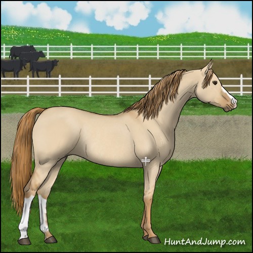 Horse Color:Red Dun Rabicano 