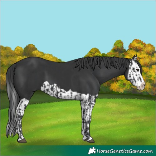 Horse Color:Black Splash Frame  and Black Splash 