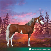 Horse Color:White Spotted Chocolate Silver Bay