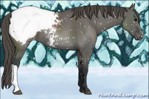 Horse Color:Grullo Snowcap