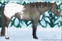 Horse Color:Grullo Snowcap 