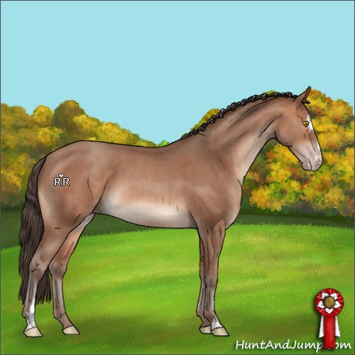 Horse Color:Sable Champagne Sabino